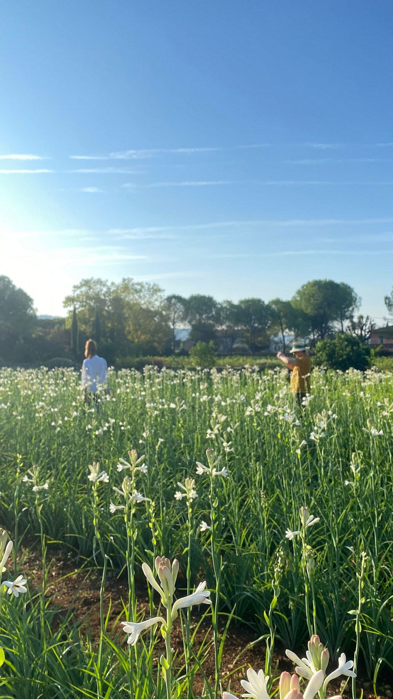 Tuberose: The Flower Kept From Young Women